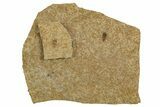 Detailed Fossil Leafhopper (Homoptera) - France #267685-2